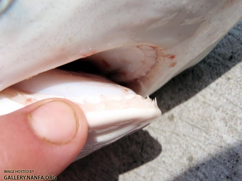 Atlantic Sharpnose Shark