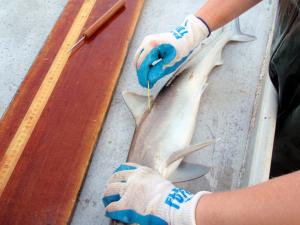 Atlantic Sharpnose Shark