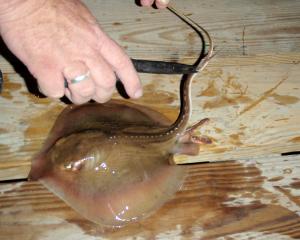 Atlantic Stingray