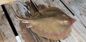 Atlantic Stingray