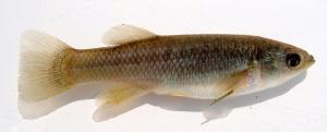 Mummichog