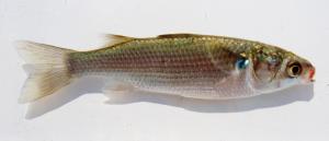 White Mullet