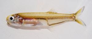 Anchoa mitchilli