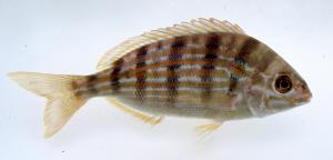 Pinfish