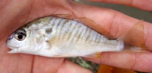 Leiostomus xanthurus