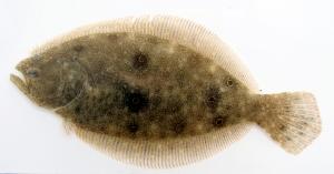 Summer Flounder