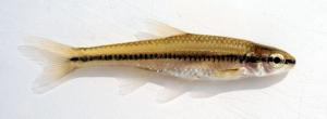 Notropis heterolepis