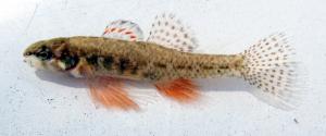 Etheostoma microperca