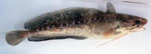 Southern Hake