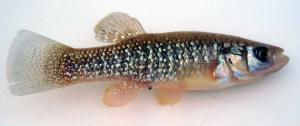 Fundulus grandis