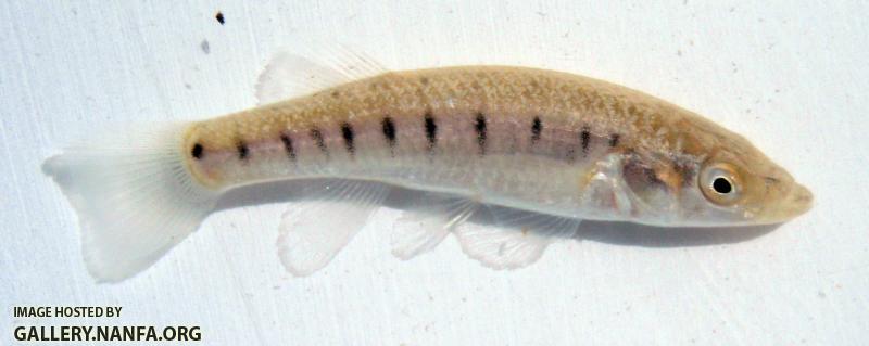 Longnose Killifish