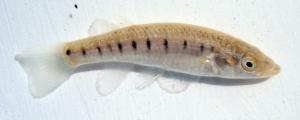 Fundulus similis