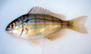 Pinfish