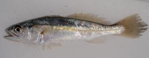 Silver Seatrout