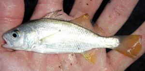 Silver Perch