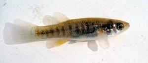 Saltmarsh Topminnow