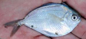 American Butterfish