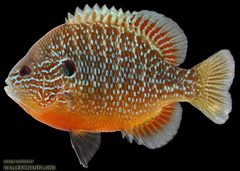 Lepomis peltastes