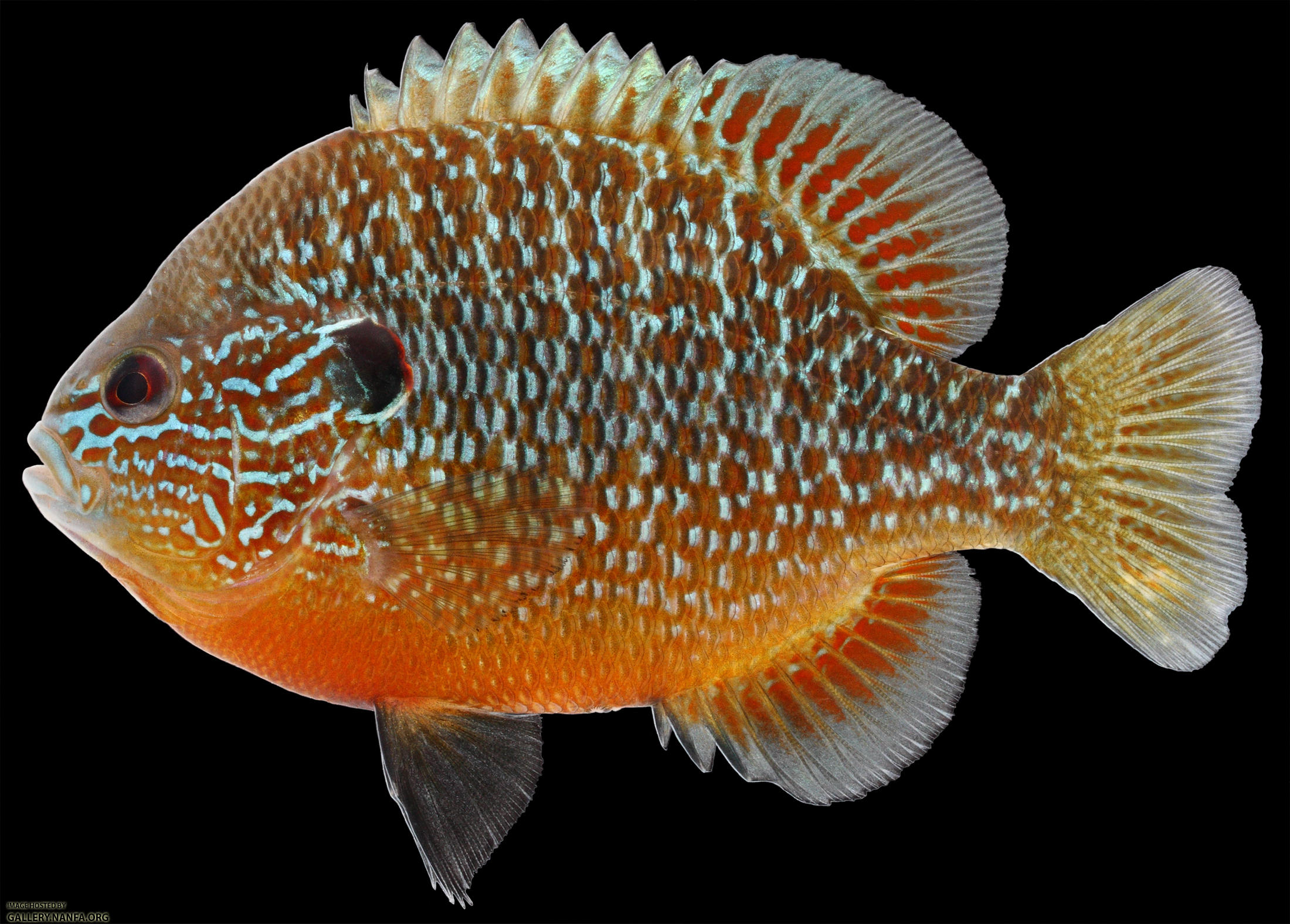 Lepomis peltastes