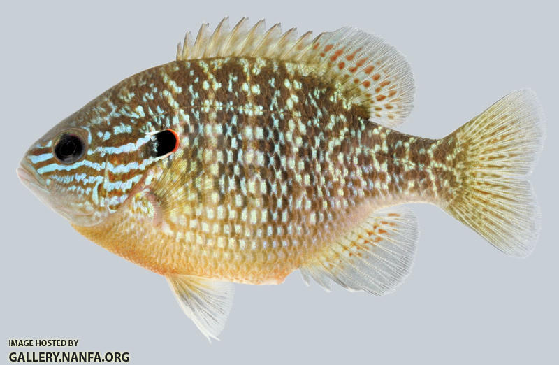 Lepomis megalotis  Longear Sunfish female 2000