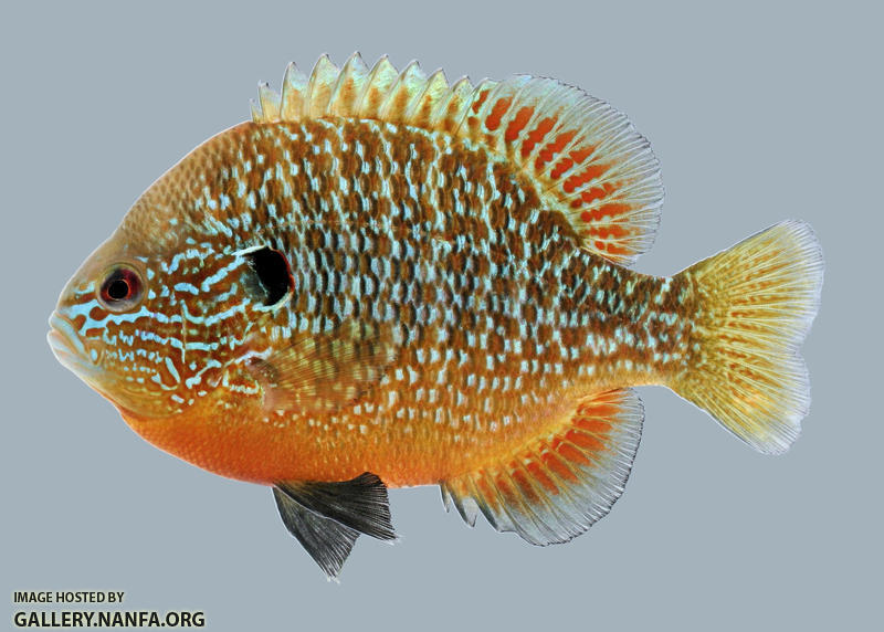 Lepomis megalotis  Longear Sunfish male 1-2000