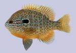 Lepomis megalotis  Longear Sunfish male 2-2000