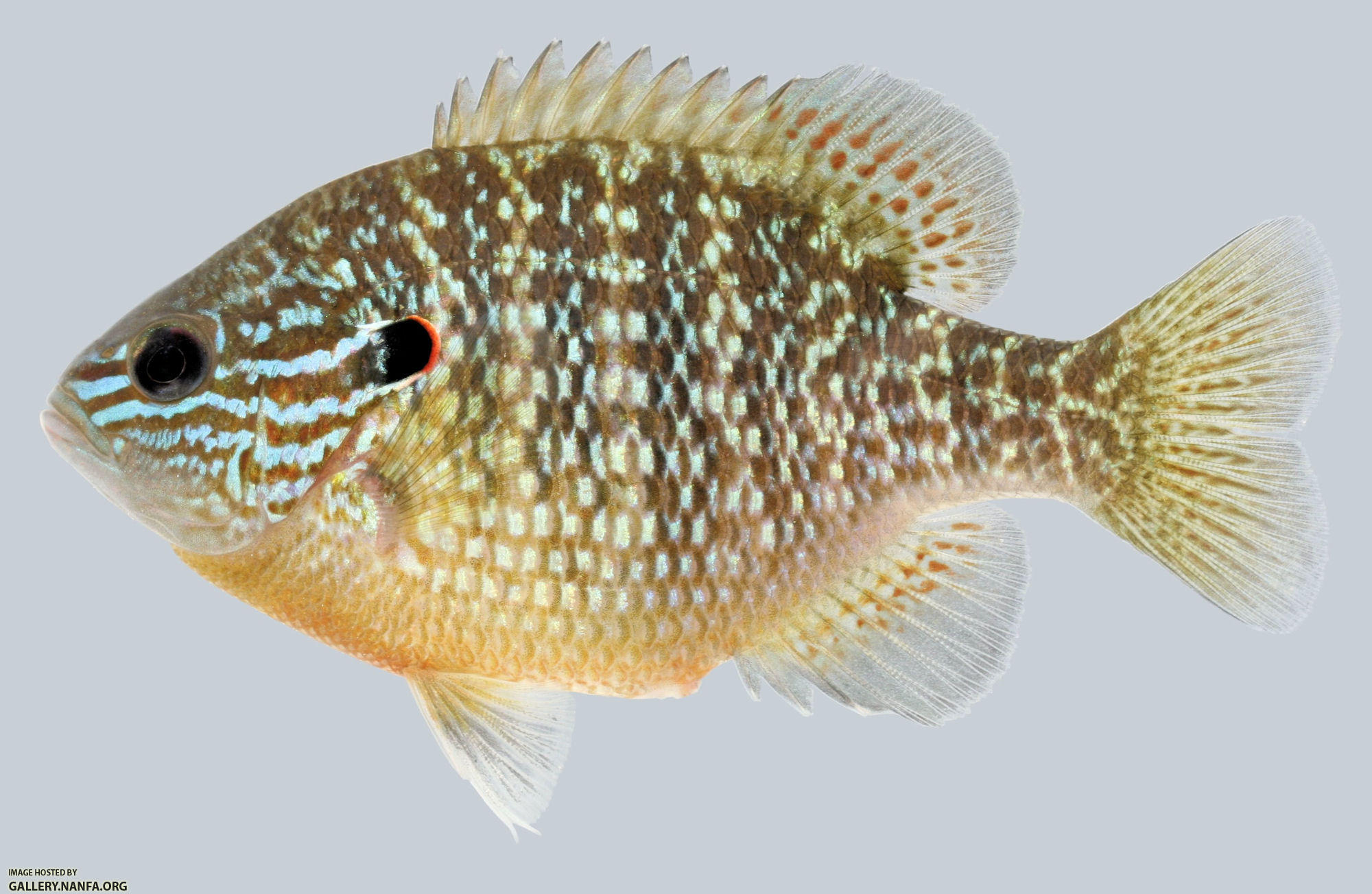 Lepomis megalotis  Longear Sunfish female 2000