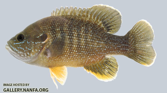 Lepomis cyanellus  Green Sunfish 2000