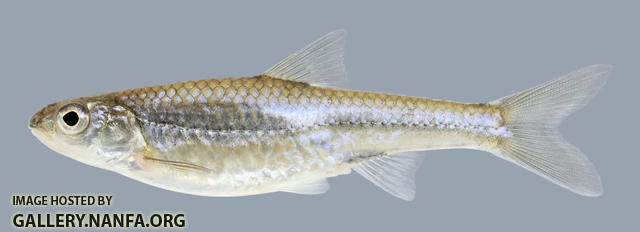 Notropis stramineus Sand Shiner 2000