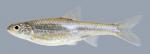 Notropis stramineus Sand Shiner 2000