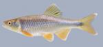 Cyprinella spiloptera Spotfin Shiner male 1-2000
