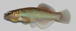 Fundulus catenatus Northern Studfish  6