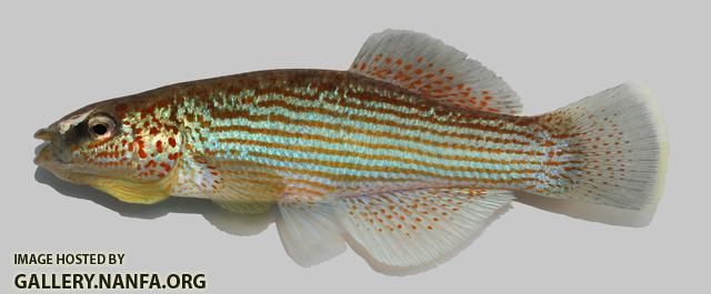 Fundulus catenatus Northern Studfish  6