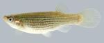 Fundulus dispar  Starhead Topminnow female 2000