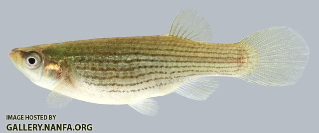 Fundulus dispar  Starhead Topminnow female 2000