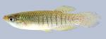 Fundulus dispar  Starhead Topminnow male 2000