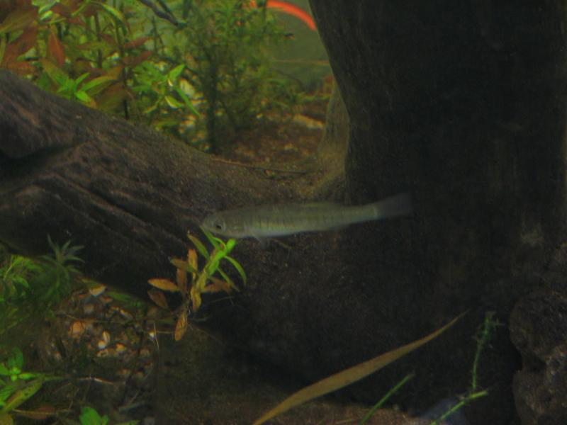 Banded Killifish - Fundulus diaphanus