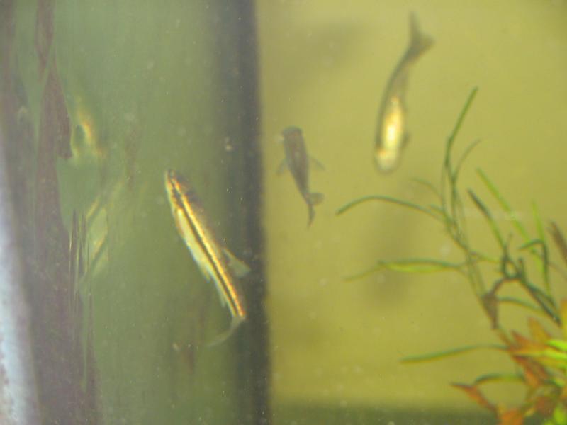 Blacknose Dace - Rhinichthys atratulus