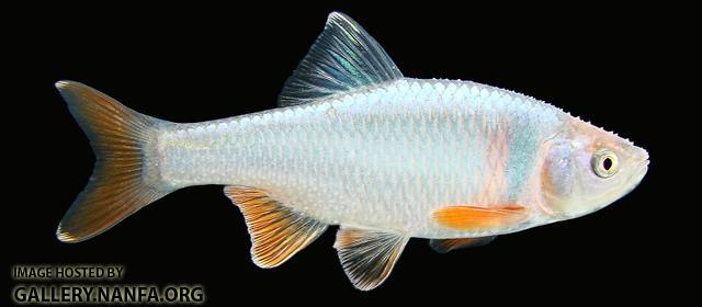 Red Shiner