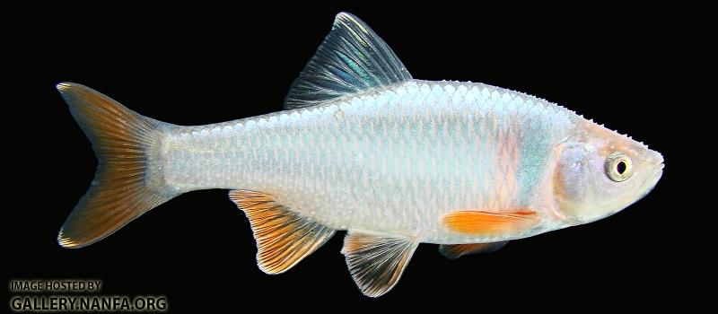 Red Shiner