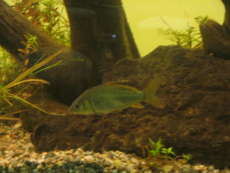 Common Carp - Cyprinus carpio