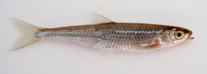 Notropis photogenis