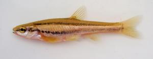 Southern Redbelly Dace