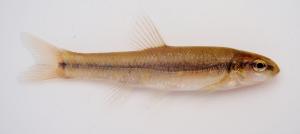 Tonguetied Minnow