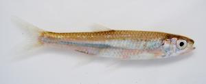 Emerald Shiner