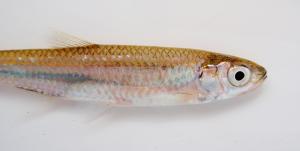 Emerald Shiner