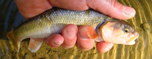 Creek Chub?