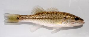 Micropterus henshalli