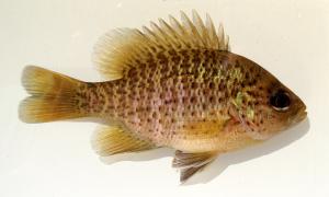 Blackspotted Sunfish