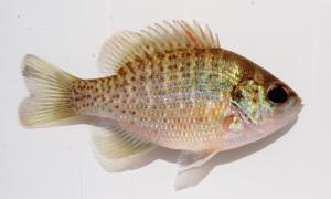 Blackspotted Sunfish